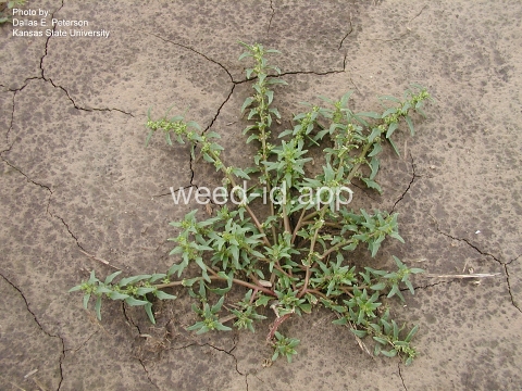 povertyweed, Nuttall